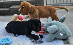 Bocker dogs for sale: Beautiful Bocker Boys - Ready Now - Image 18