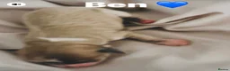 Pomchi dogs for sale: Pomchi girls and boys  - Advert 19