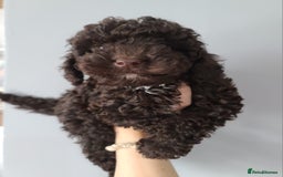 Cavapoo dogs for sale: Chocolate F1B Cavapoos. Health Tested.  - Image 14