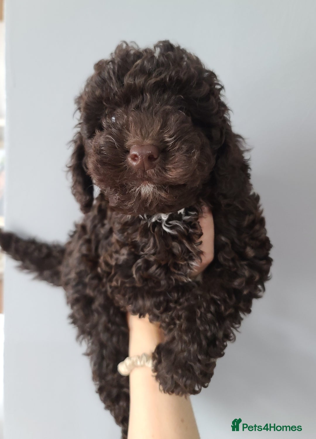 Cavapoo dogs for sale: Chocolate F1B Cavapoos. Health Tested.  - Image 14