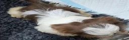 Shih Tzu dogs for sale: Amazing imperial shih tzu puppies ready now - Advert 3