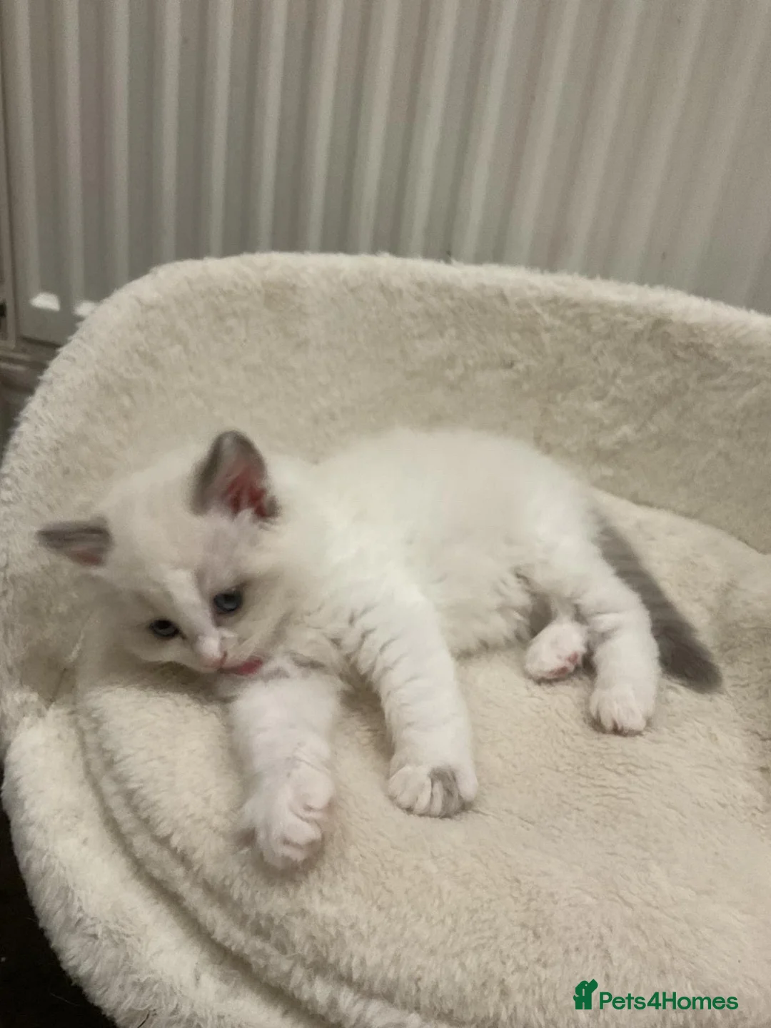 Ragdoll cats for sale: PURE GORGEOUS BABY RAGDOLLS - Advert 2