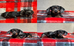 Miniature Dachshund dogs for sale: STUNNING DACHSUND PUPPIES  - Image 18
