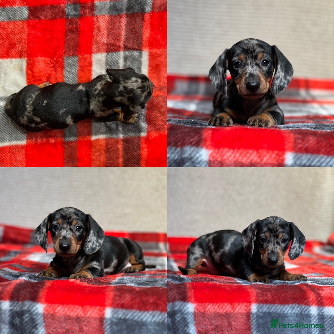 Miniature Dachshund dogs for sale: STUNNING DACHSUND PUPPIES  - Image 18