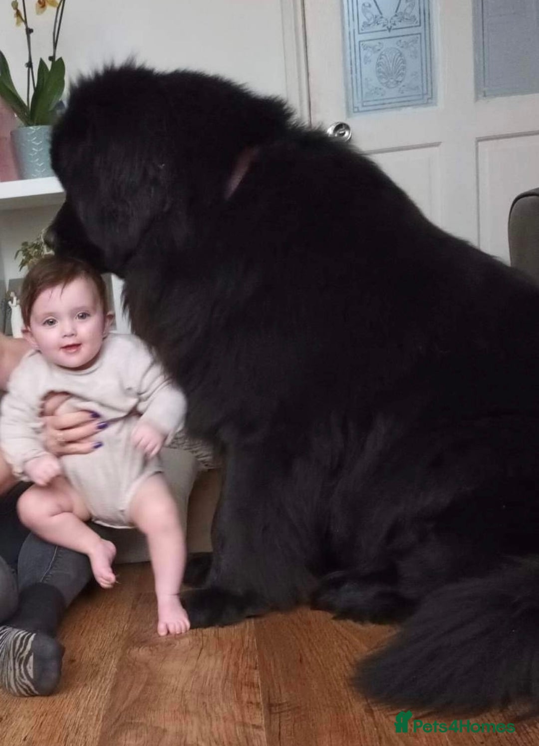 Newfoundland dogs for sale: KC registered Newfoundland Puppies. Health tested - Image 23
