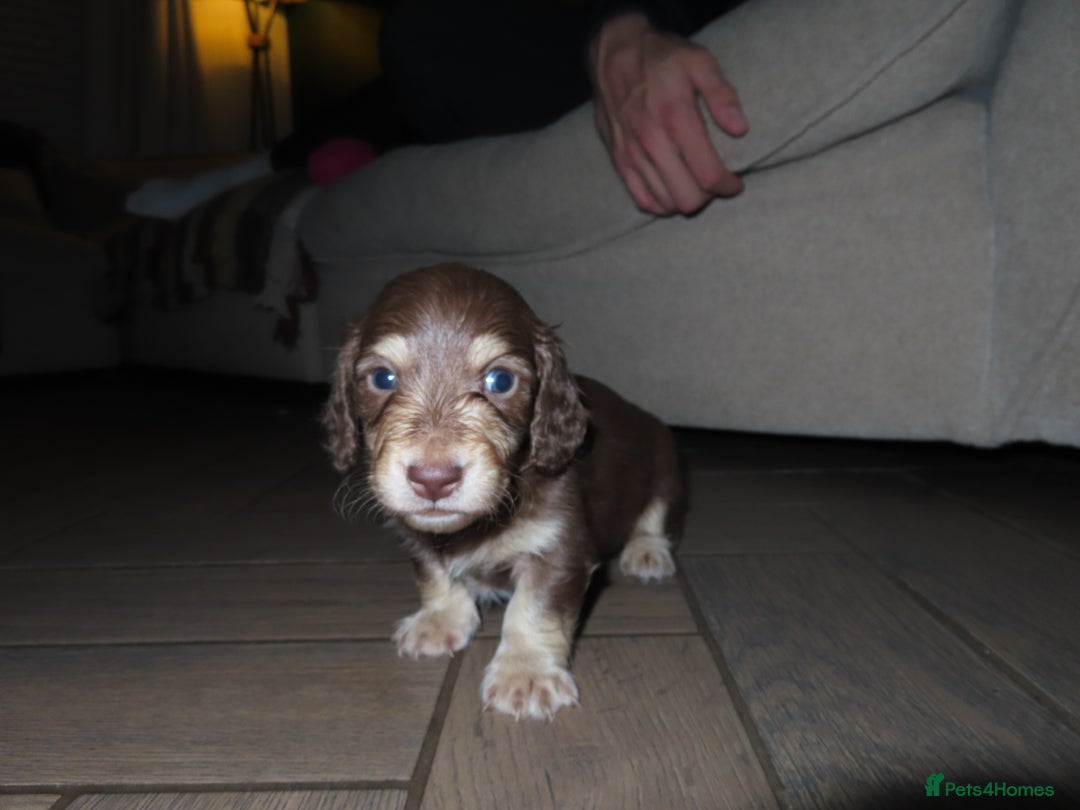 Miniature Dachshund dogs for sale: Long-Haired KC Miniature Dachshund Puppies  - Advert 3