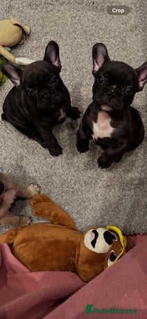 French Bulldog dogs - Advert 1