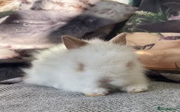 Lionhead rabbits for sale: One male left. Blue eyes. Orange and white - Image 4