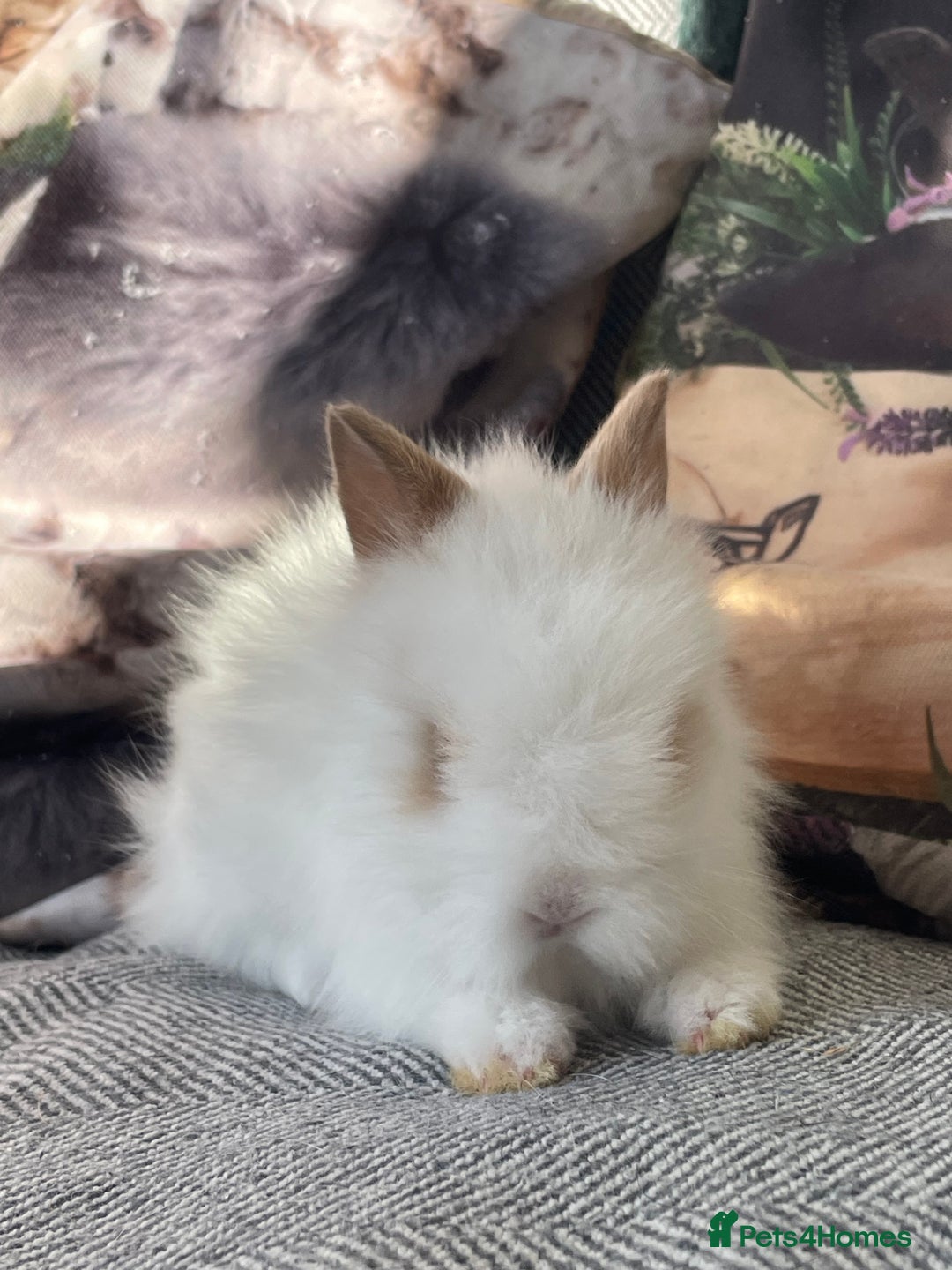 Lionhead rabbits for sale: One male left. Blue eyes. Orange and white - Image 4