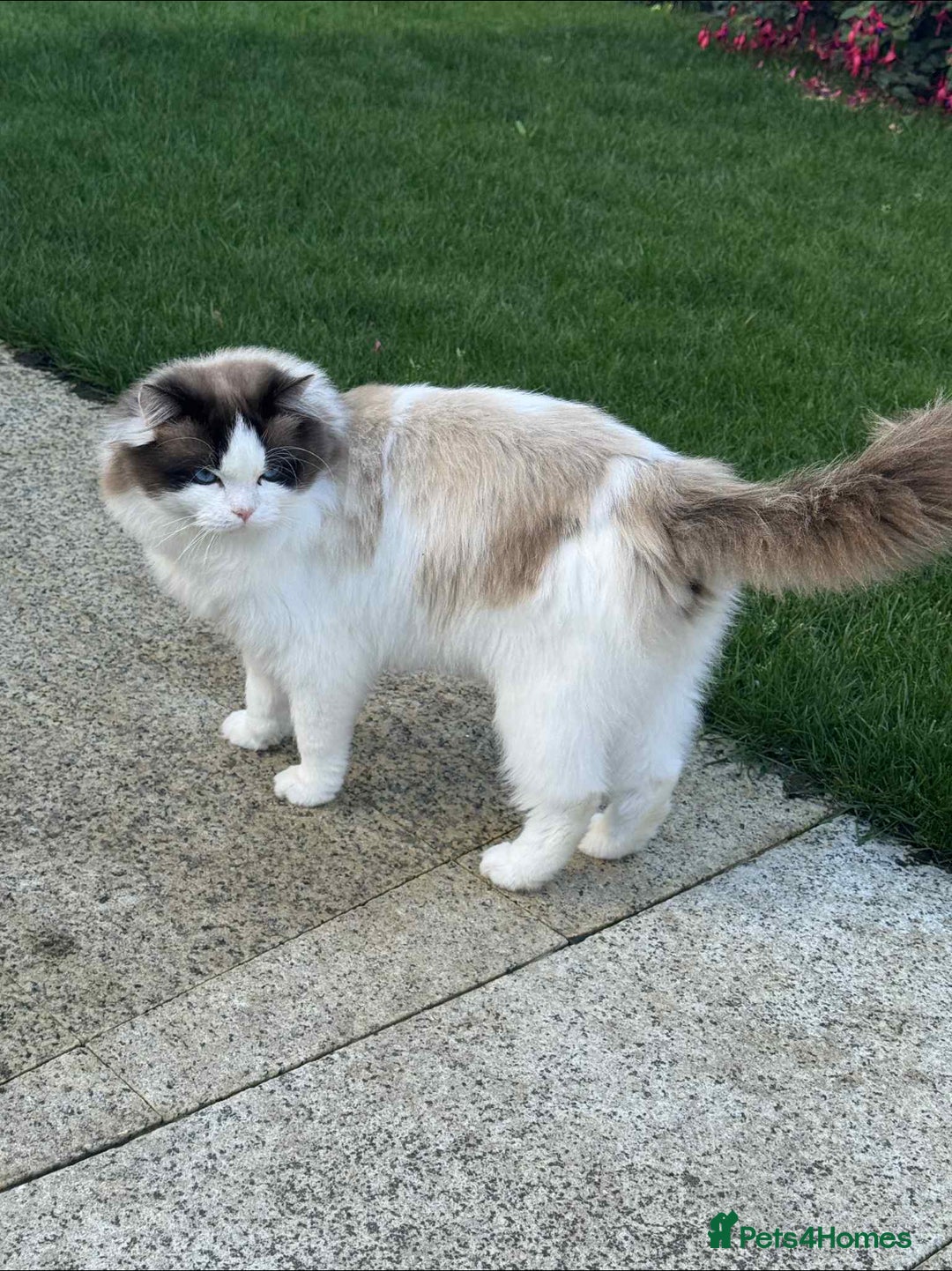 Ragdoll cats for sale: Rogdoll Boy  - Advert 7