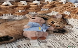 British Shorthair cats for sale: GOLDEN & COLOURPOINT BSH KITTENS, READY TO GO! - Image 5
