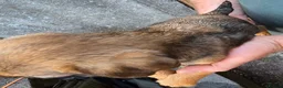 Border Terrier dogs for sale: KC border terrier pups. - Advert 6