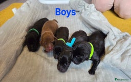 Labrador Retriever dogs for sale: Beautiful pedigree labrador puppies  - Image 8