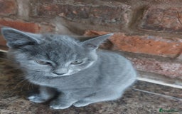 British Shorthair cats for sale: Stunning British Short ready for forever home - Advert 10