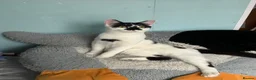 British Shorthair cats for sale: Chaos  in Weston-super-Mare - Advert 4