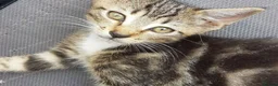 Mixed Breed cats for sale: Sweet Boy Kitten – Ready for New Home - Advert 3
