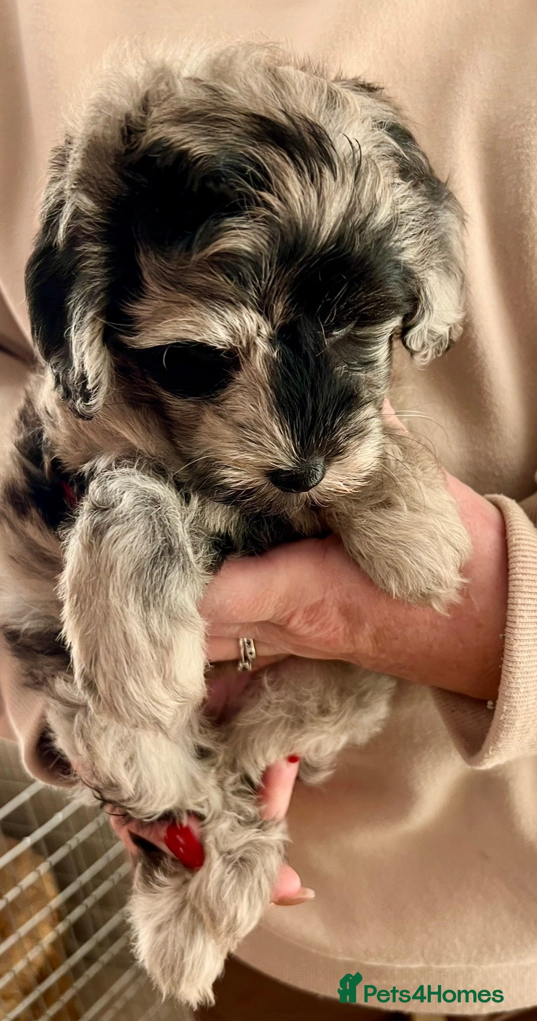 Labradoodle dogs for sale: F1b Labradoodles, Miniature Health tested parents - Advert 27