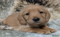 Mini Goldendoodle dogs for sale: Beautiful Mini Goldador Doodle puppies, DNA clear - Image 7