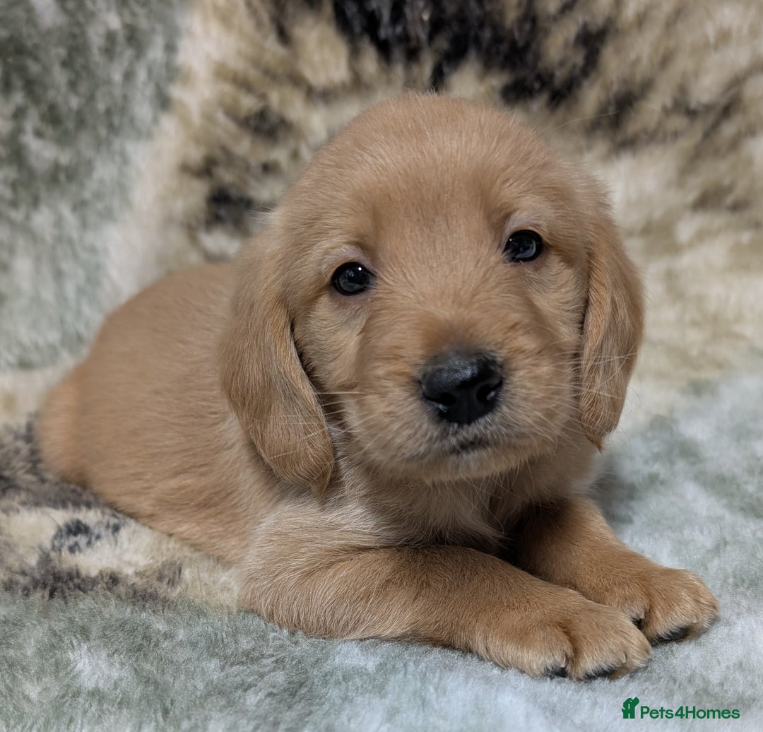 Mini Goldendoodle dogs for sale: Beautiful Mini Goldador Doodle puppies, DNA clear - Image 7