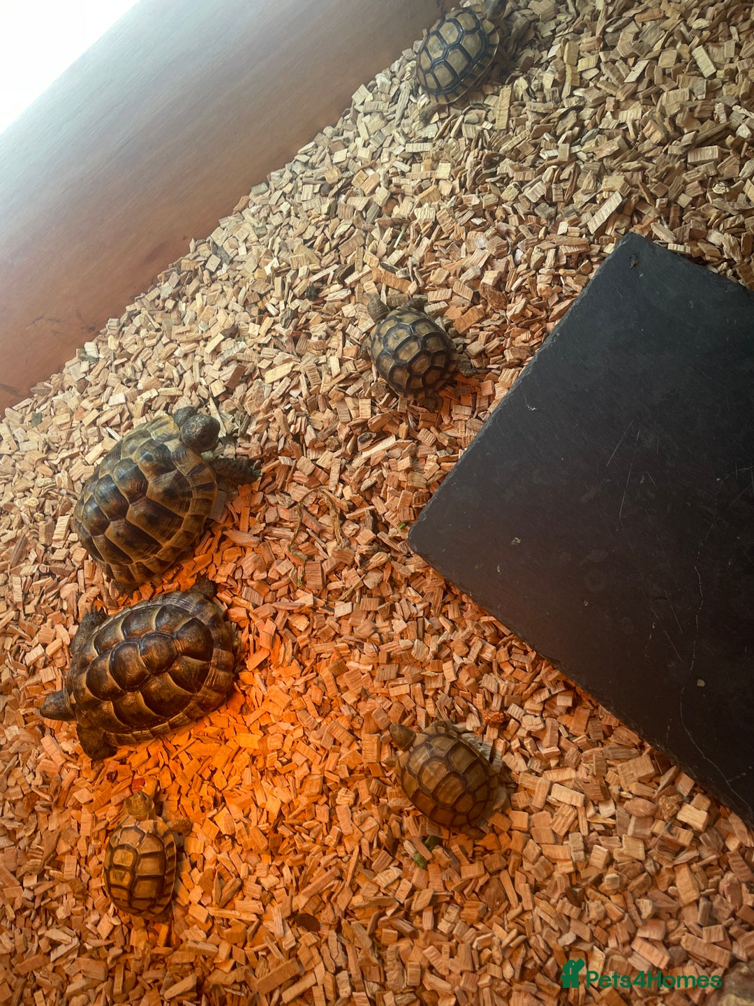 Tortoise reptiles for sale: Greek baby tortoises  in London - Image 4