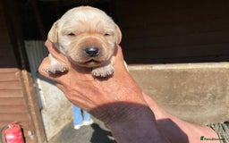 Labrador Retriever dogs for sale: Pedigree Labrador Puppies For Sale - Image 4
