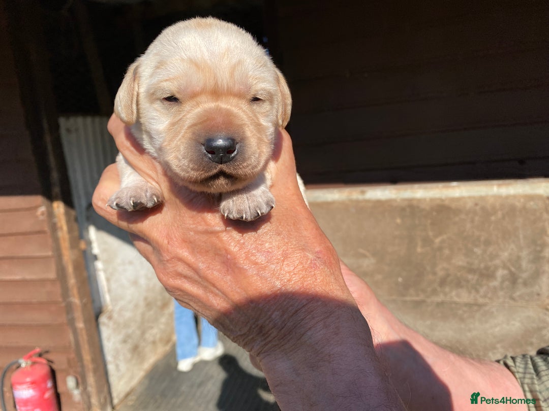 Labrador Retriever dogs for sale: Pedigree Labrador Puppies For Sale - Image 4