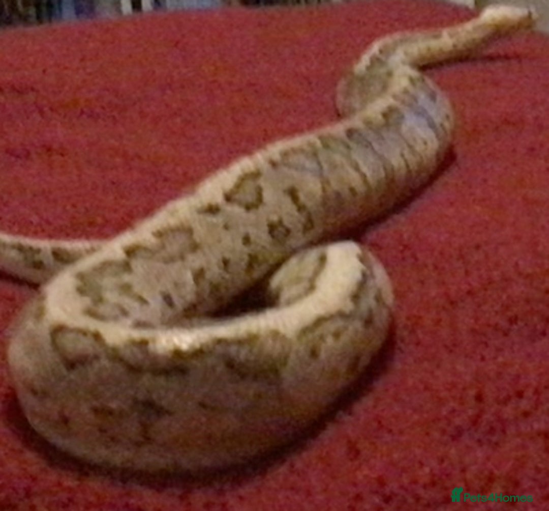Python Snake reptiles for sale: Beautiful ball python and tank - Image 6