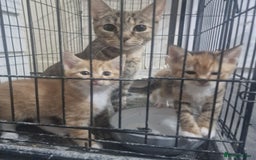 Mixed Breed cats for sale: Beautiful kittens for sale - Image 26