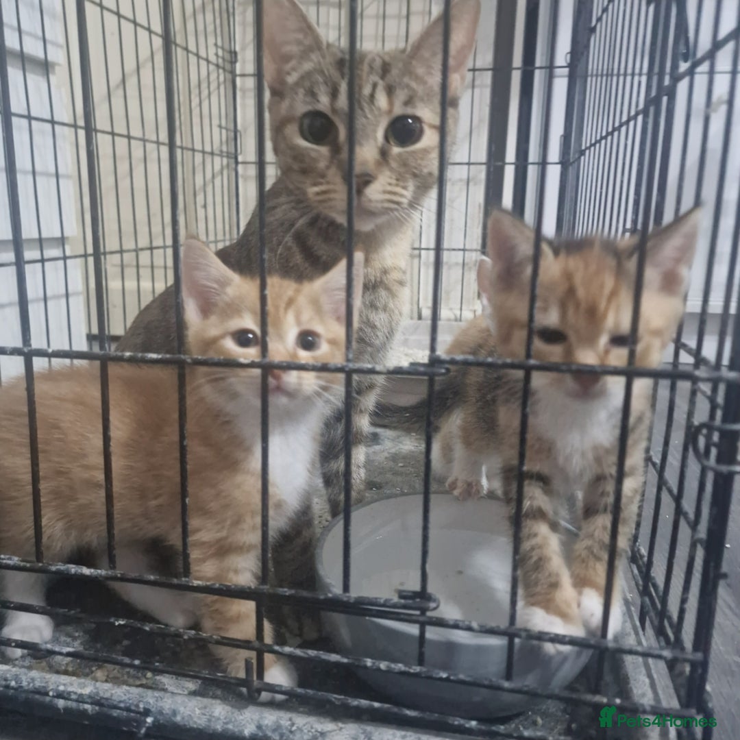 Mixed Breed cats for sale: Beautiful kittens for sale - Image 26