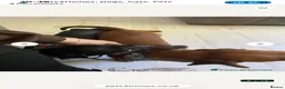 Dachshund dogs for sale: Dachshund puppies  - Advert 15