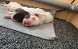 Sprocker dogs for sale: Beautiful Sprocker puppies  - Image 5