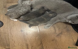 British Shorthair cats for sale: British Shorthair-Blue cream/silver tabby kittens  - Image 12