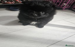 Pomeranian dogs for sale: 3 Pure Pomeranian, Boys Bear&Milo. Girl Ebony - Image 15