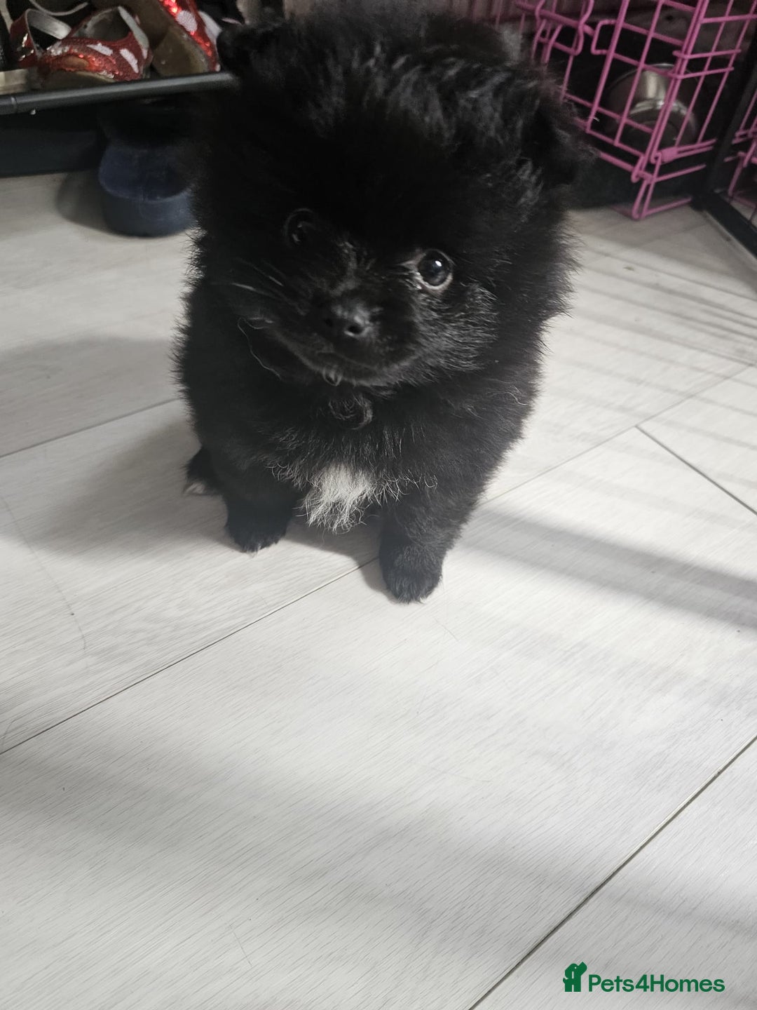 Pomeranian dogs for sale: 3 Pure Pomeranian, Boys Bear&Milo. Girl Ebony - Image 15