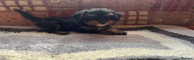 Black and Tan Boy 2