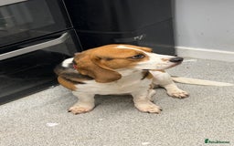 Beagle dogs for sale: Please read 4 year old beagle - Advert 1