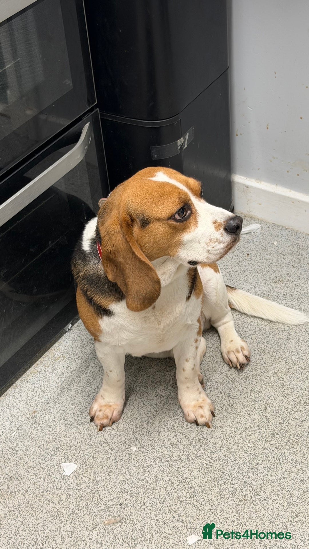 Beagle dogs for sale: Please read 4 year old beagle - Advert 1