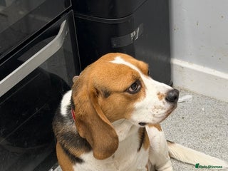 Beagle dogs Please read 4 year old beagle - Advert 15