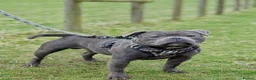 Staffordshire Bull Terrier dogs for sale: Blue Staffordshire Bull Terrier Champion Pups  - Advert 21