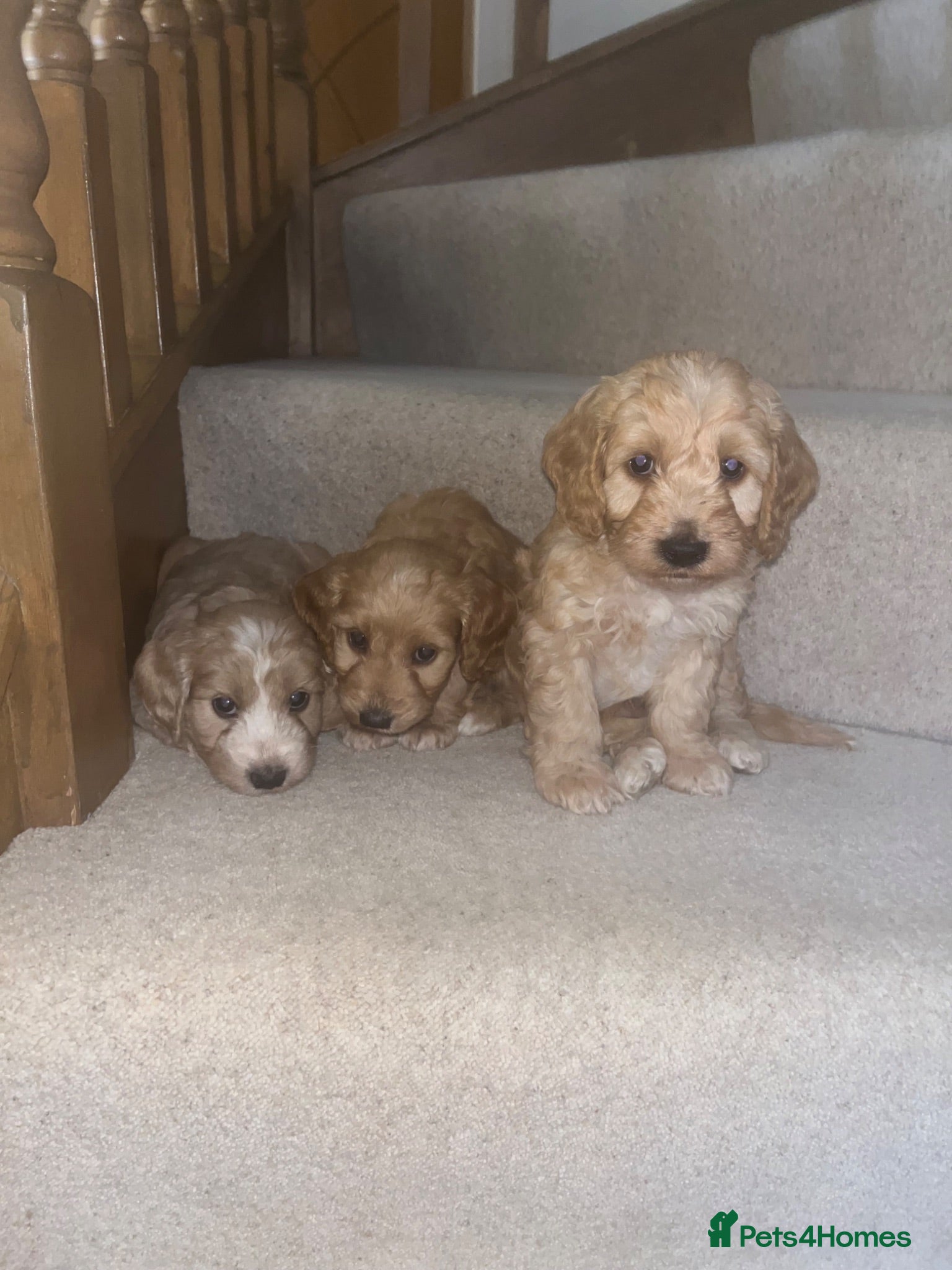 Cockapoo dogs F1 cockatoo puppies - Advert 3