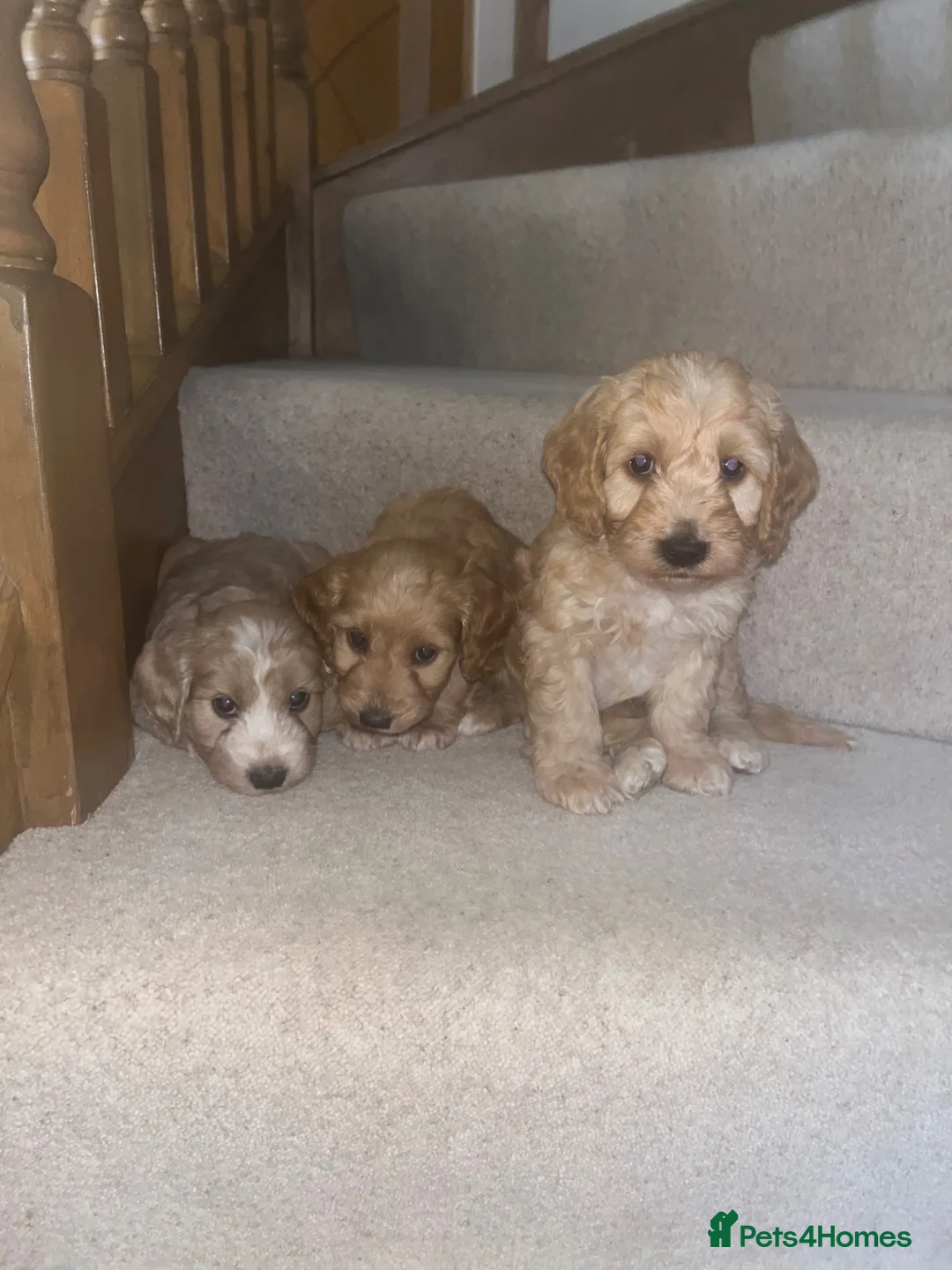 Cockapoo dogs for sale: F1 cockatoo puppies - Advert 1