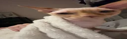 Sphynx cats for sale: Beautiful Beige Male Sphynx - Advert 2