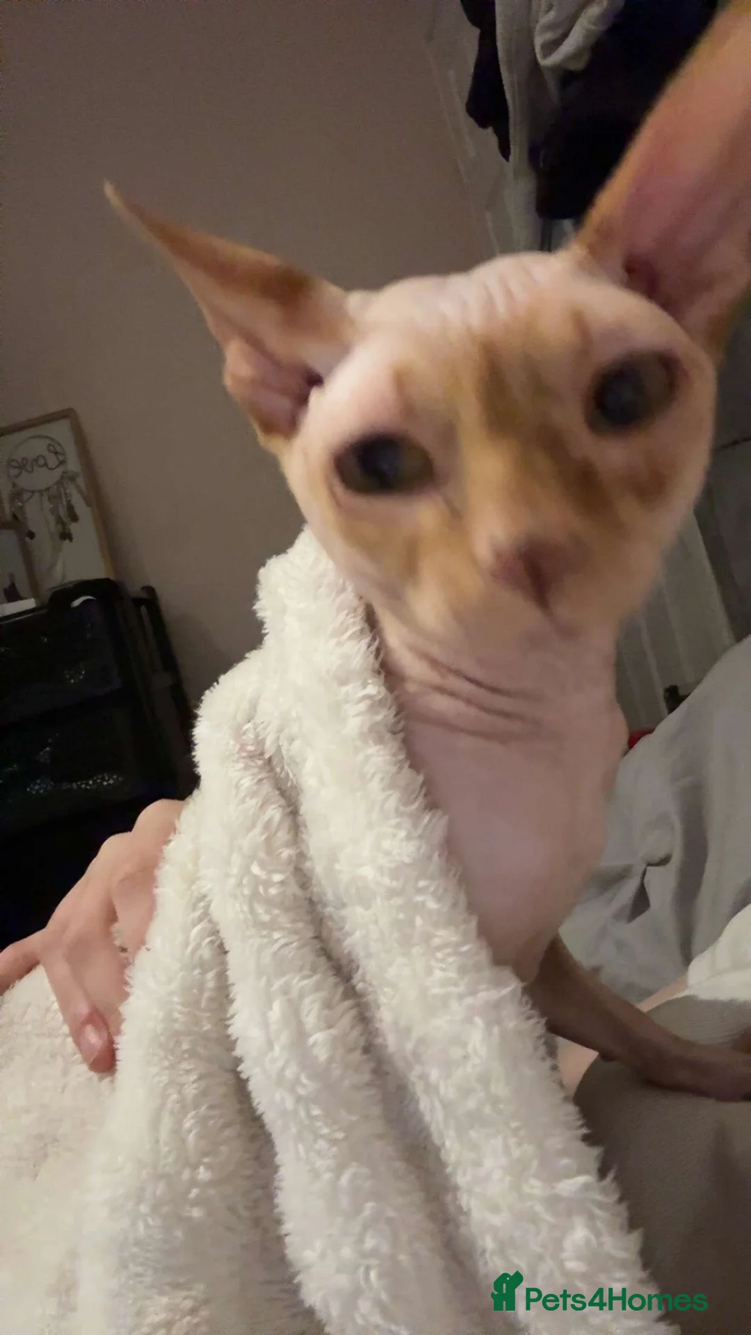 Sphynx cats for sale: Beautiful Beige Male Sphynx - Advert 2