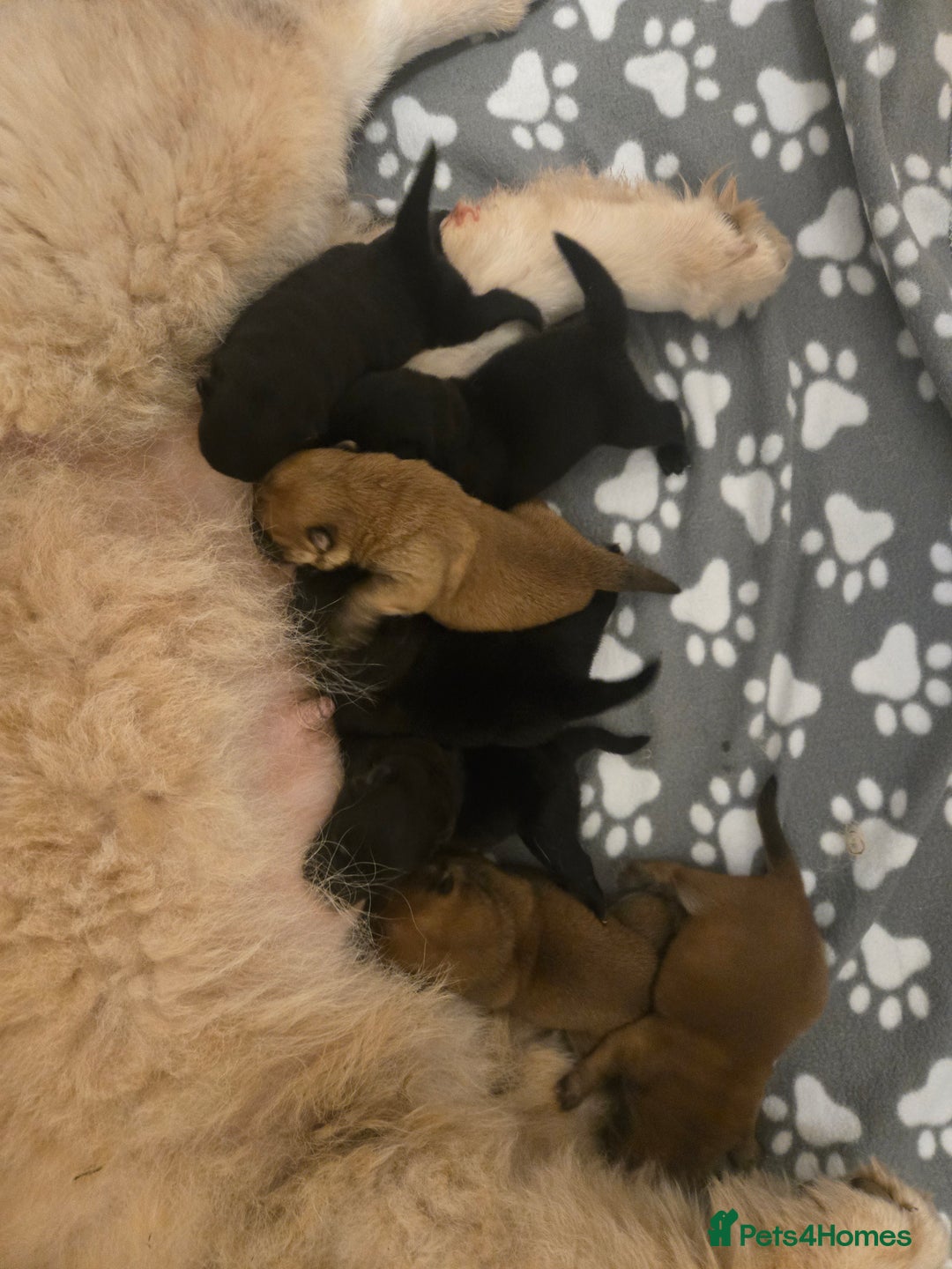 Chow Chow dogs for sale: Ready leave 23/12/2025 chocolate carrier CHOW CHOW - Advert 6