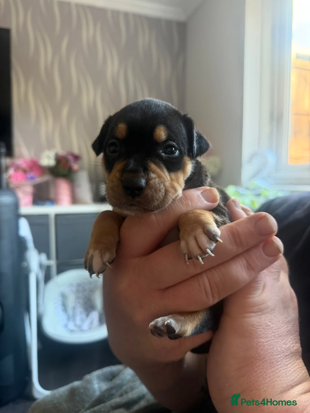 Staffordshire Bull Terrier dogs for sale: Staffordshire bull terrier staffy staffie - Advert 6