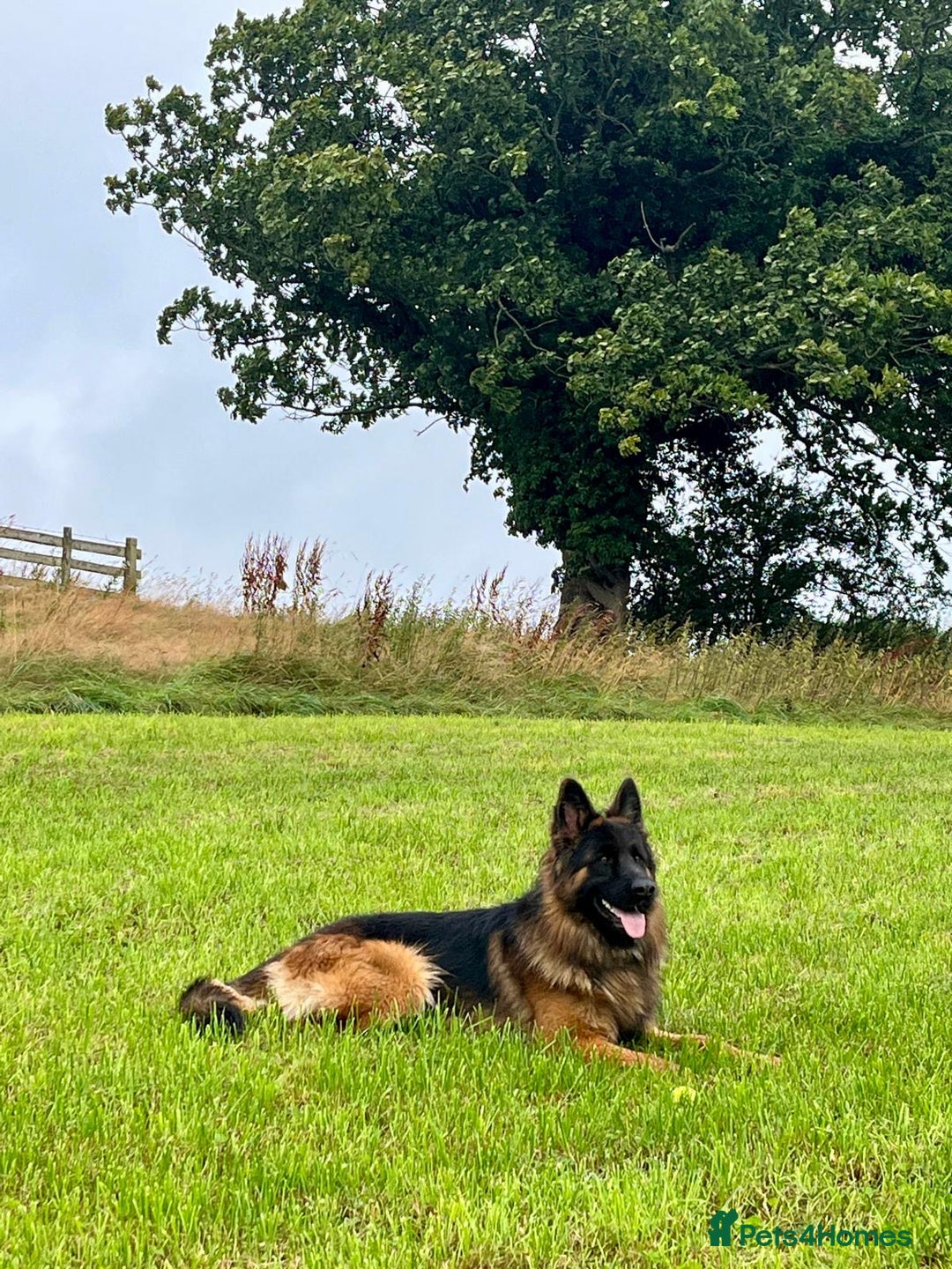 German Shepherd dogs for sale: Puppies - Long hair/Straight back German Shepherd - Advert 24