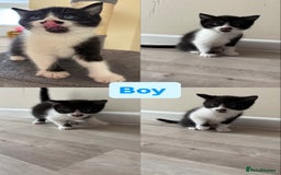 Domestic Shorthair cats for sale: Black and White Fluffy Kittens - Image 11