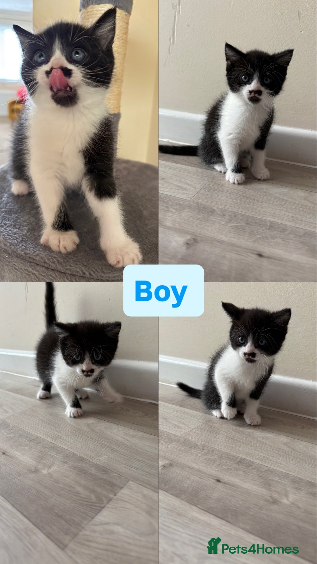 Domestic Shorthair cats for sale: Black and White Fluffy Kittens - Image 11