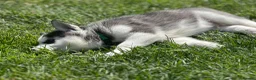 Siberian Husky dogs for sale: Beautiful Husky Puppies in Wells - Advert 18