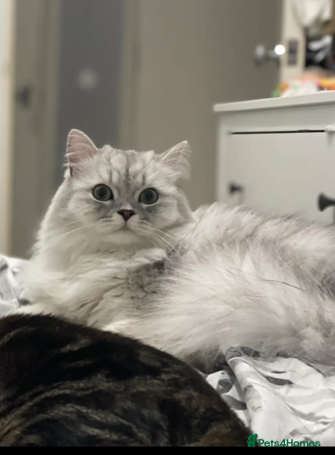 Persian cats for sale: LOVING CAT NEEDS REHOMING  - Advert 2